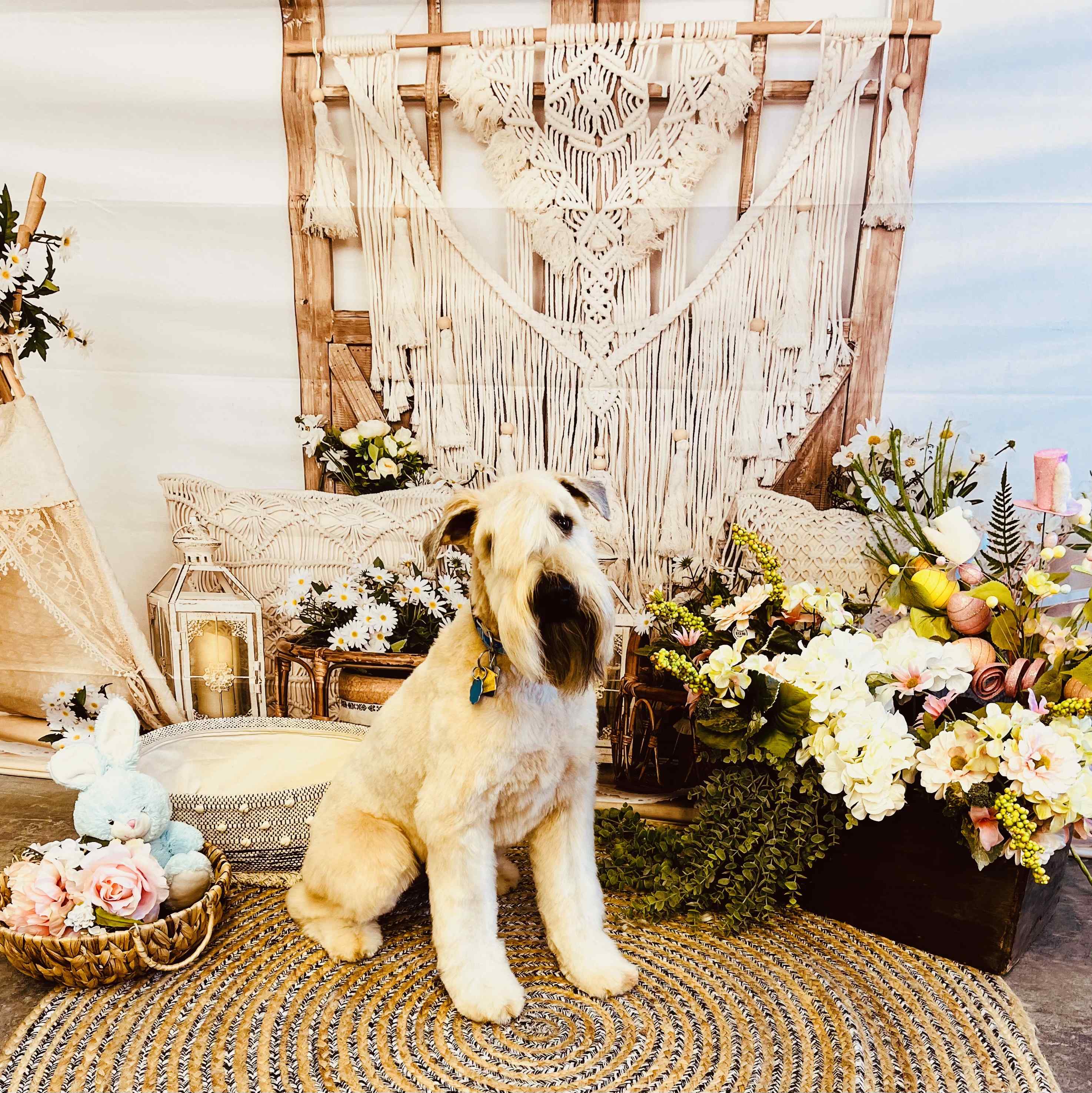 Dog sitting beside floral decorations and backdrop.
